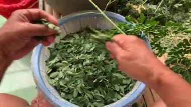 Sabah yaprağını sapıyla ayır.