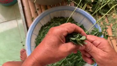 Sabah yaprağını sapıyla ayır.