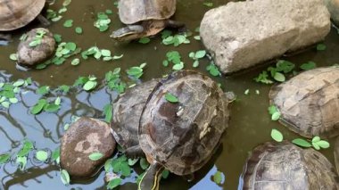 Kaplumbağaları gölde sabah yaprağıyla beslemek.