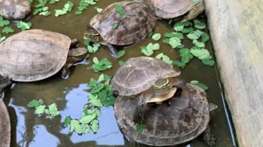 Kaplumbağaları gölde sabah yaprağıyla beslemek.