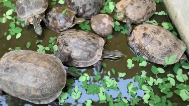 Kaplumbağaları gölde sabah yaprağıyla beslemek.
