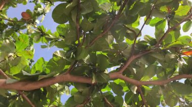 Ketapang ağacı ya da Terminalia Catappa