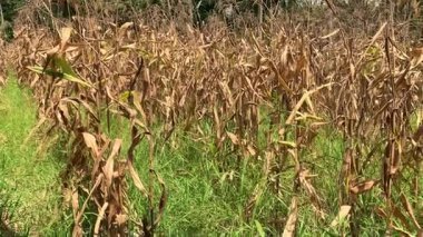 Kırsalda hasat edilen mısır tarlası.