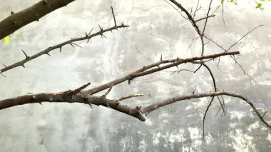 Kurumuş ağaç dalı, bergamot kaffir limon ağacı.