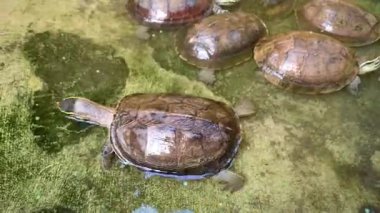 Bir grup kaplumbağa gölette yüzüyor ve sürünüyorlar.