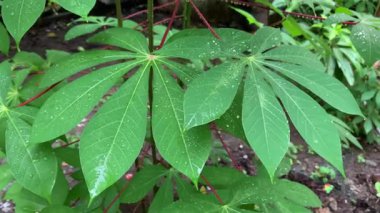 Bahçedeki manyok yaprakları