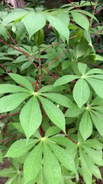 Bahçedeki manyok yaprakları