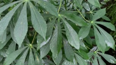 Bahçedeki manyok yaprakları