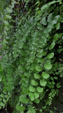 Yürüyen Maidenhair eğreltiotu (Adiantum philippense) veya yağmurdan sonra siyah Maidenhair bitkisi.