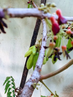 Averrhoa bilimbi ya da Belimbing, ekşi tadı olan sebze meyvesi.