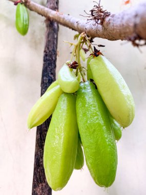 Averrhoa bilimbi ya da Belimbing, ekşi tadı olan sebze meyvesi.