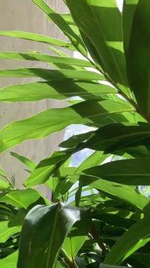 Lengkuas (Alpinia Galanga) bir bahçede bitkiler