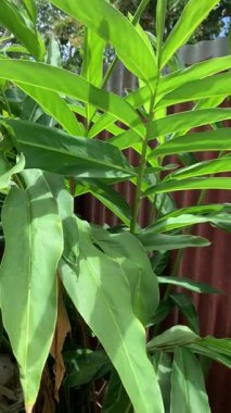 Lengkuas (Alpinia Galanga) bir bahçede bitkiler