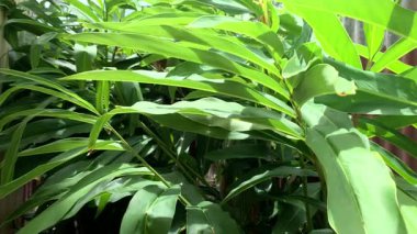 Lengkuas (Alpinia Galanga) bir bahçede bitkiler
