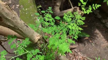green moringa oleifera or drumstick leaves in a garden.