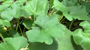 Timun Suri ya da bahçede salatalık yaprağı bitkisi.