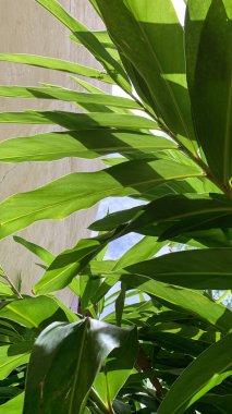 Lengkuas (Alpinia Galanga) bir bahçede bitkiler