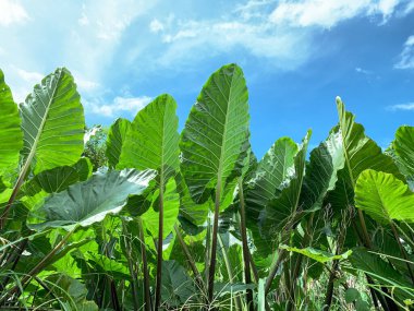 Dev taro (Alocasia makrorhizos) bitkileri bir bahçede