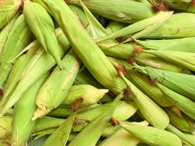 Bir yığın balmumu mısır..