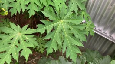 Bahçedeki yeşil papaya yaprakları