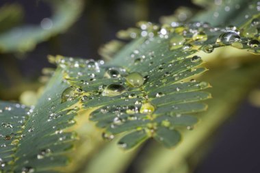 Mimosa Tree Seed (Albizia julibrissin). Macro photograph showcasing water droplets delicately resting on the surface of a tropical leaf. Captures the essence of nature, tranquility, and the beauty of natural textures in close-up detail. clipart