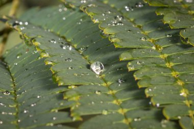 Mimosa Ağacı Tohumu (Albizia julibrissin). Makro fotoğraf, tropik bir yaprağın yüzeyinde özenle dinlenen su damlacıklarını gösteriyor. Doğanın özünü, sükuneti ve doğal dokuların güzelliğini detaylı bir şekilde yakalar..