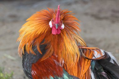 Parlak, renkli bir horozun canlı tüylerini yakın plan çekimde sergilediği, doğal bir çiftlik ortamında geçen, kraliyet duruşunu ve görkemli özelliklerini yansıtan detaylı bir görüntü..