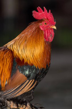 Canlı bir horozun canlı yakın çekimi çarpıcı tüylerini ve eşsiz detaylarını gözler önüne seriyor, karanlık arka planda yakalanmış..