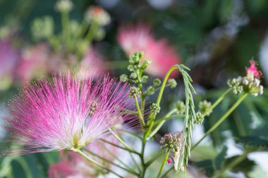 A detailed view of delicate pink mimosa blooms with intricate feathery structures surrounded by green leaves in a natural environment, showcasing the beauty of nature and its fascinating details. clipart