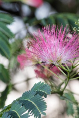 Narin pembe mimozaların detaylı bir görüntüsü, doğanın güzelliğini ve büyüleyici detaylarını gözler önüne seren, yeşil yapraklarla çevrili karmaşık tüylü yapılar..