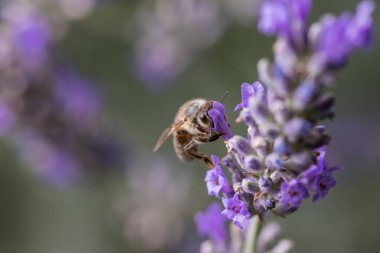 Yeşilliklerle çevrili canlı lavanta çiçeklerinden nektar toplayan bir arı görüntüsü. Görüntü, doğanın güzelliğini ve tozlayıcıların eko-sistemlerdeki önemli rolünü vurgular..