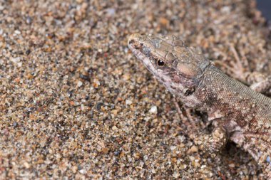 Kum üzerinde dinlenen bir kertenkelenin yakın plan fotoğrafı. Detaylı pullarını ve dokusunu doğal ortamında gösteriyor..