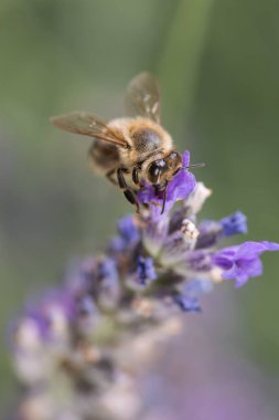 Yeşilliklerle çevrili canlı lavanta çiçeklerinden nektar toplayan bir arı görüntüsü. Görüntü, doğanın güzelliğini ve tozlayıcıların eko-sistemlerdeki önemli rolünü vurgular..