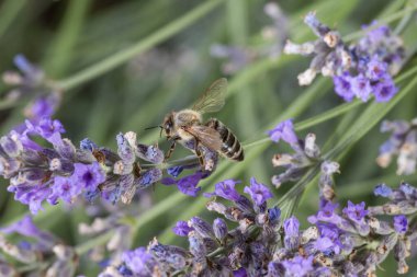 Yeşilliklerle çevrili canlı lavanta çiçeklerinden nektar toplayan bir arı görüntüsü. Görüntü, doğanın güzelliğini ve tozlayıcıların eko-sistemlerdeki önemli rolünü vurgular..