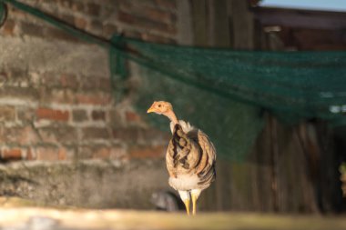 Güneşli bir günde avare avare dolaşan ve yeri gagalayan bir grup tavuk. Sahne, kümes hayvanlarının yemyeşil bir açık hava ortamının tadını çıkardıkları doğal çiftlik yaşamını resmediyor..