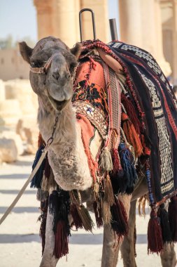 Canlı, renkli bir kayışla süslenmiş bir devenin yakın plan görüntüsü, altın güneş ışığı altında sıcak bir çöl arka planına kurulmuş. Seyahat, vahşi yaşam ve Ortadoğu kültür temaları için mükemmel..