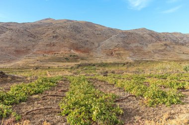 Kuru, dağlık bir arazi üzerinde uzanan üzüm bağları berrak mavi gökyüzünün altında doğal güzellikler sergiliyor..