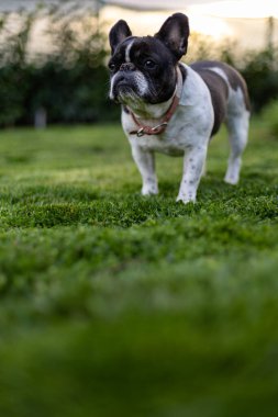 Güneşli bir bahçede taze çimlerin üzerinde duran sevimli bir Fransız Bulldog sakin ve huzurlu bir atmosfer yaratarak doğal güzelliği ve dış mekanın cazibesini sergiliyor..
