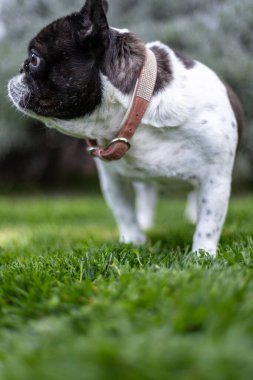 Güneşli bir bahçede taze çimlerin üzerinde duran sevimli bir Fransız Bulldog sakin ve huzurlu bir atmosfer yaratarak doğal güzelliği ve dış mekanın cazibesini sergiliyor..