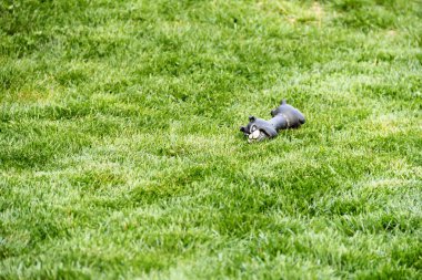 İyi korunmuş çimenli bir zeminde dinlenen siyah bir köpek oyuncağı, neşeli ve sakin bir açık hava ortamını çağrıştırıyor. Hayvan bakımı, boş zaman ve açık hava ortamlarının temaları vurgulanıyor.