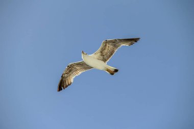 Zarif bir martı, berrak mavi gökyüzüne karşı yükseliyor. Açık havada özgürlüğünü ve huzurunu simgeliyor. Doğayı ve seyahat isteklerini sembolize ediyor..