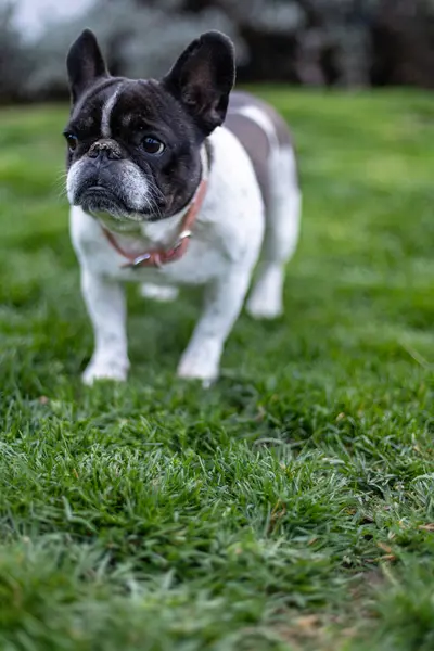 Güneşli bir bahçede taze çimlerin üzerinde duran sevimli bir Fransız Bulldog sakin ve huzurlu bir atmosfer yaratarak doğal güzelliği ve dış mekanın cazibesini sergiliyor..
