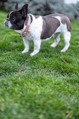 Güneşli bir bahçede taze çimlerin üzerinde duran sevimli bir Fransız Bulldog sakin ve huzurlu bir atmosfer yaratarak doğal güzelliği ve dış mekanın cazibesini sergiliyor..
