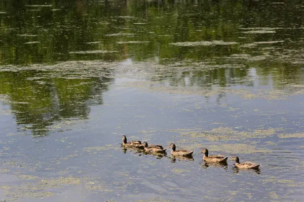 Yeşil yemyeşil yaprakların gölgesinde düzenli bir çizgide yüzen altı ördekli sakin bir gölet, doğayla uyum ve huzuru çağrıştırıyor..