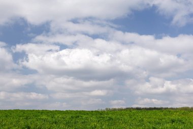 Tüylü beyaz bulutlarla bezenmiş canlı mavi bir gökyüzünün altında uzanan yemyeşil çimen tarlası. Bu dingin manzara huzur, sükunet ve doğal güzelliği çağrıştırıyor, rahatlama ve çevre temaları için mükemmel..