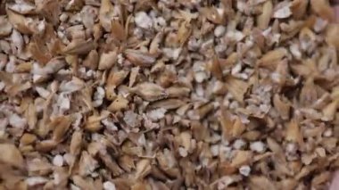 Elinde malt tohumu tutan adam.