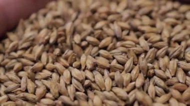 Elinde malt tohumu tutan adam.