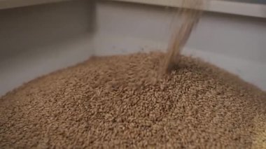 Bira fabrikasında bira tankını dolduran arpa tohumu.