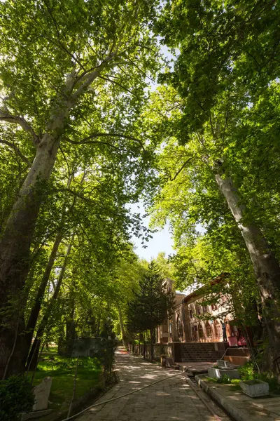 Bazıları 1000 yıldan daha yaşlı olan, Özbekistan 'ın Urgut kentindeki uçak ağaçlarının koruluğu.