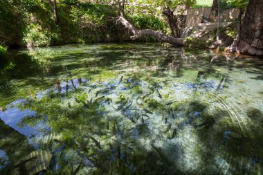 View of the pond in the grove of plane trees in the town of Urgut, Uzbekistan clipart